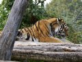 ZOO-Viden 24 srpen 2014 037.JPG